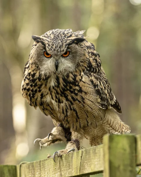 Sherwood Forrest Nottinghamshire Birds Prey Event Eurasion Eagle Owl Seduto — Foto Stock