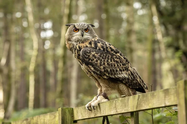 Sherwood Forrest Nottinghamshire Birds Prey Event Eurasion Eagle Owl Sitting — Stock Photo, Image