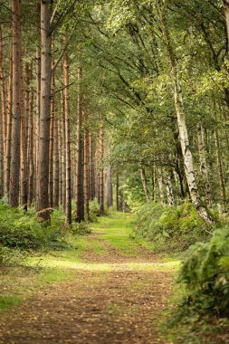 İngiltere'de, Sherwood Forrest, Nottinghamshire Birds of Prey olay - Birleşik Krallık, Sherwood Forrest, Nottinghamshire Ekim ayında