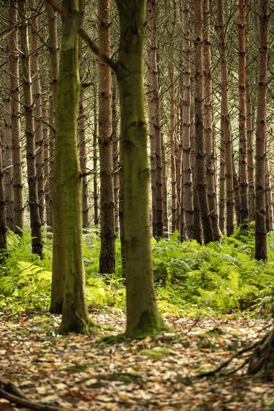 Reino Unido Sherwood Forrest Nottinghamshire Birds Prey Event Reino Unido — Fotografia de Stock