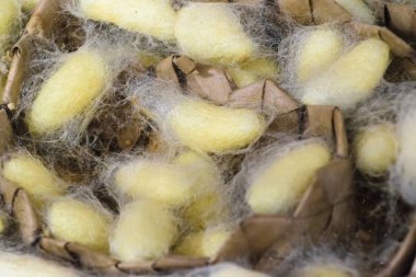 Kamboçya, Siem Reap Eyaleti, altın ipek Firma - Mart 2016: Doğal ipek tarım ve ipek eserler - altın ipek solucan chrysalis el işi üretimi 
