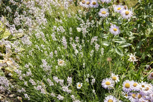 Reino Unido Launde Abbey Leicestershire Julio 2018 Las Plantas Cama —  Fotos de Stock