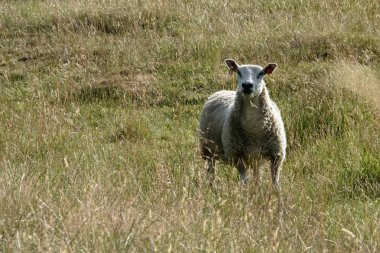 İngiltere'de, Launde Abbey, Leicestershire - Temmuz 2018: tarım arazisi içinde otlatma koyun açık