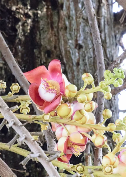 Cambodia Maio 2015 Shorea Robusta Uma Espécie Árvore Pertencente Família — Fotografia de Stock