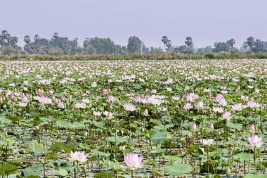 Kamboçya, Tonle Sap - Mart 2016: Lotus çiftlik - lotus bitkiler ' alanları' gölet