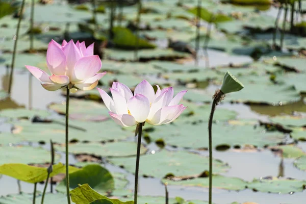 Kambodscha Tonle Saft März 2016 Paar Rosa Lotusblüten Und Blätter — Stockfoto
