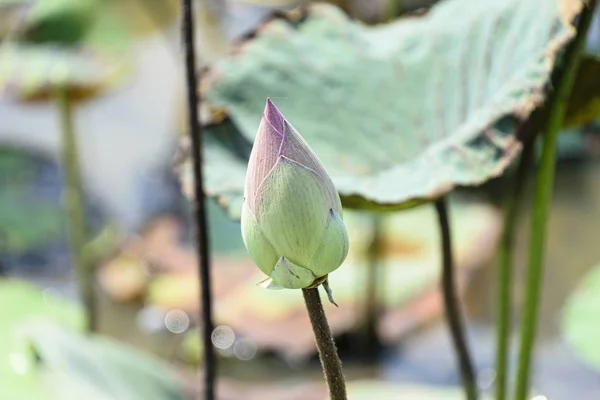 Kambodscha Tonle Saft März 2016 Einzelne Lotusblütenknospe — Stockfoto