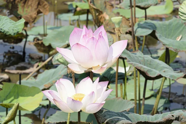 Kambodscha Tonle Saft März 2016 Paar Rosa Lotusblüten Und Blätter lizenzfreie Stockfotos