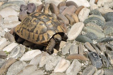BiH, Mostar - Haziran 2018: cadde boyunca yürüyen kaplumbağa 