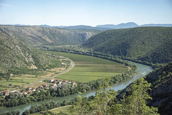 Bih Junho 2018 Vinyards Esticar Até Onde Olho Pode Ver — Fotografia de Stock