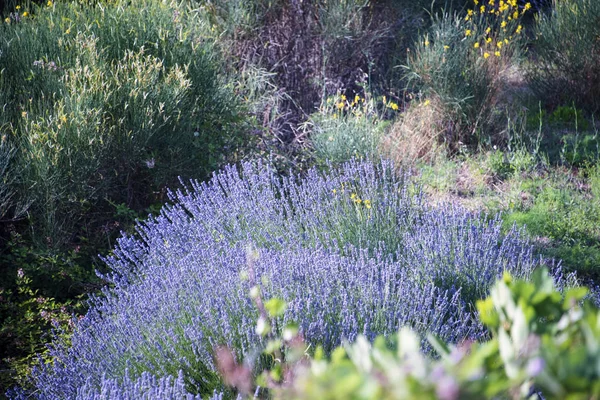 Croacia Isla Hvar Junio 2018 Hvari Mundialmente Famosa Por Lavanda —  Fotos de Stock