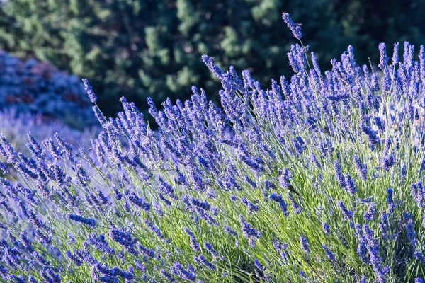 Croacia Isla Hvar Junio 2018 Hvari Mundialmente Famosa Por Lavanda —  Fotos de Stock