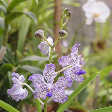 Sri Lanka, Botanik Bahçesi - Ağustos 2015 - orkide çiçek açar.