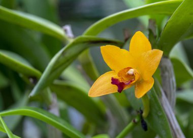 Sri Lanka, Botanik Bahçesi - Ağustos 2015 - orkide çiçek açar.