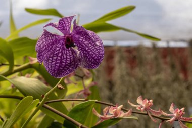 Sri Lanka, Botanik Bahçesi - Ağustos 2015 - orkide çiçek açar.