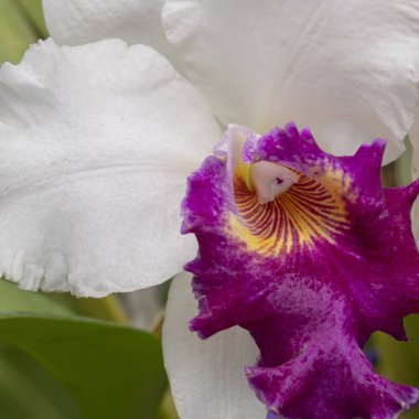 Sri Lanka, Botanik Bahçesi - Ağustos 2015 - orkide çiçek açar.