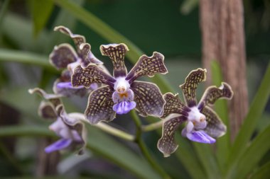 Sri Lanka, Botanik Bahçesi - Ağustos 2015 - orkide çiçek açar.