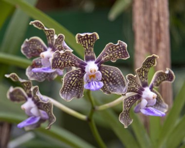 Sri Lanka, Botanik Bahçesi - Ağustos 2015 - orkide çiçek açar.