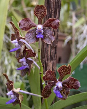 Sri Lanka, Botanik Bahçesi - Ağustos 2015 - orkide çiçek açar.