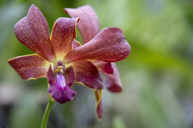 Sri Lanka, Botanik Bahçesi - Ağustos 2015 - orkide çiçek açar.