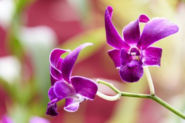 Sri Lanka, Botanik Bahçesi - Ağustos 2015 - orkide çiçek açar.