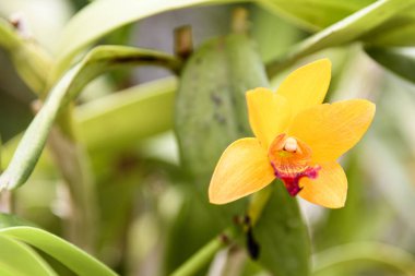 Sri Lanka, Botanik Bahçesi - Ağustos 2015 - orkide çiçek açar.