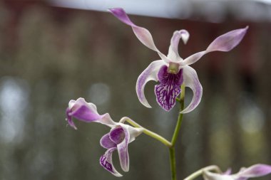 Sri Lanka, Botanik Bahçesi - Ağustos 2015 - orkide çiçek açar.