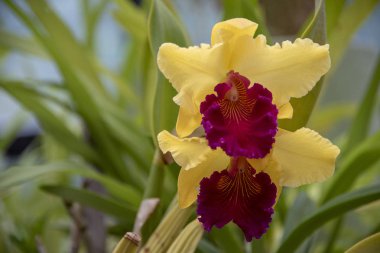 Sri Lanka, Botanik Bahçesi - Ağustos 2015 - orkide çiçek açar.