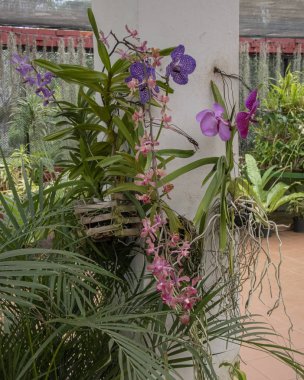 Sri Lanka, Botanik Bahçesi - Ağustos 2015 - orkide çiçek açar.