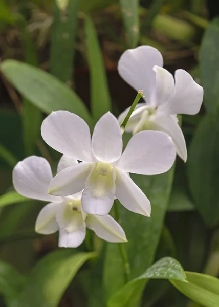 Sri Lanka Botanischer Garten August 2015 Orchideenblüten — Stockfoto