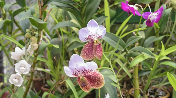 Шрі Ланка Ботанічний Сад Сер 2015 Орхідеї Розквітає — стокове фото