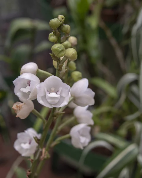 Sri Lanka Botanischer Garten August 2015 Orchideenblüten — Stockfoto