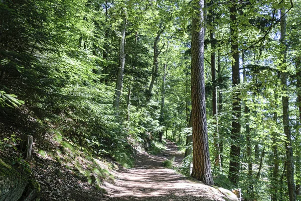 Pista da sujeira que conduz acima através de uma madeira de árvores folhosas grandes — Fotografia de Stock