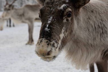 Ren geyiği dışarı Laponya ormanlarında yürüyüş 