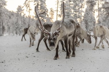 Vahşi Forrest'ta geyik sürüsü