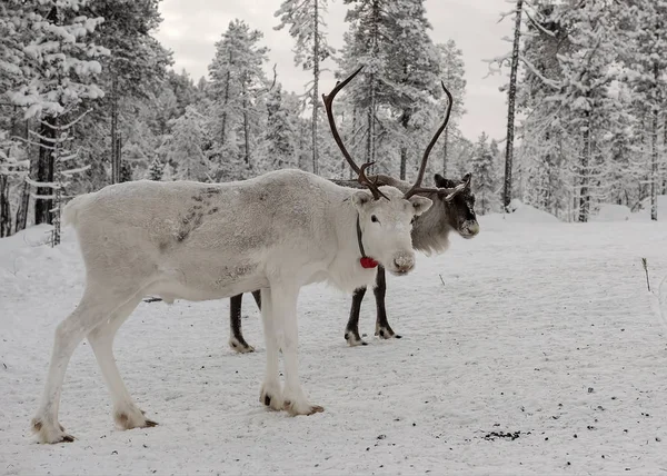 Herd of Reindeer out in the wild Forrest — Stock Photo, Image