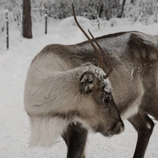 Rentiere auf Wanderschaft in den Wäldern Lapplands in — Stockfoto