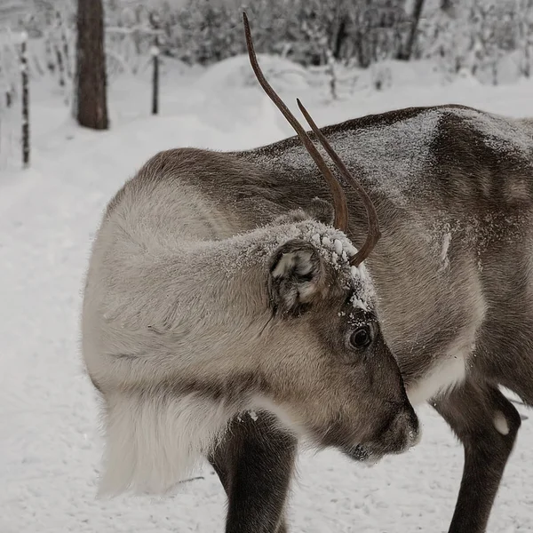 Reindeer out walking in the Lapland forests in — Stock Photo, Image