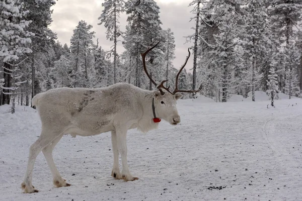 Rendier uit wandelen in de bossen van Lapland in — Stockfoto