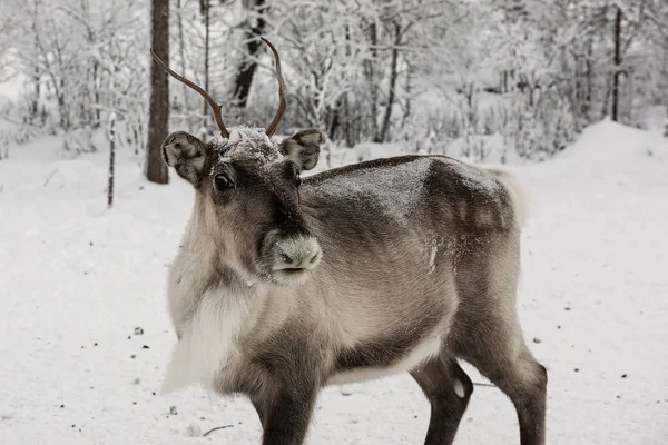 Rendier uit wandelen in de bossen van Lapland in — Stockfoto