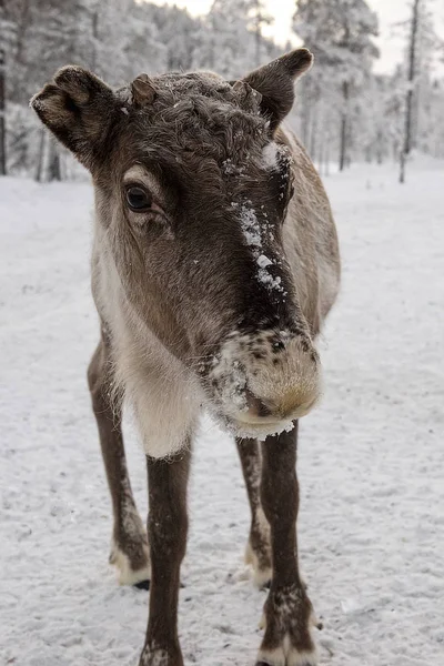 Rendier uit wandelen in de bossen van Lapland in — Stockfoto