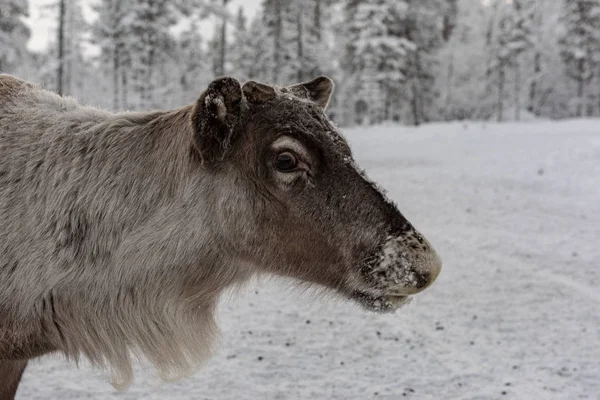 Rendier uit wandelen in de bossen van Lapland in — Stockfoto
