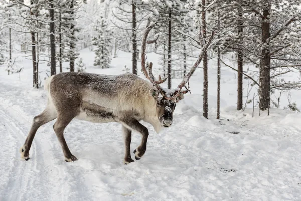 Rendier uit wandelen in de bossen van Lapland in — Stockfoto