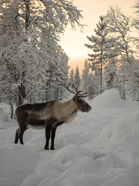 Rendieren staan in de bossen van Lapland onder de rode winter hemel — Stockfoto