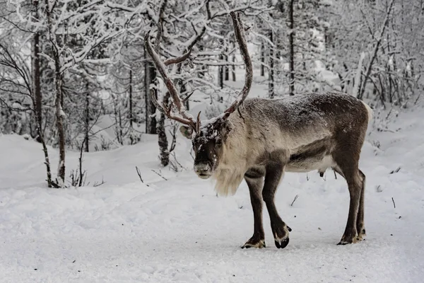 Rentiere auf Wanderschaft in den Wäldern Lapplands in — Stockfoto