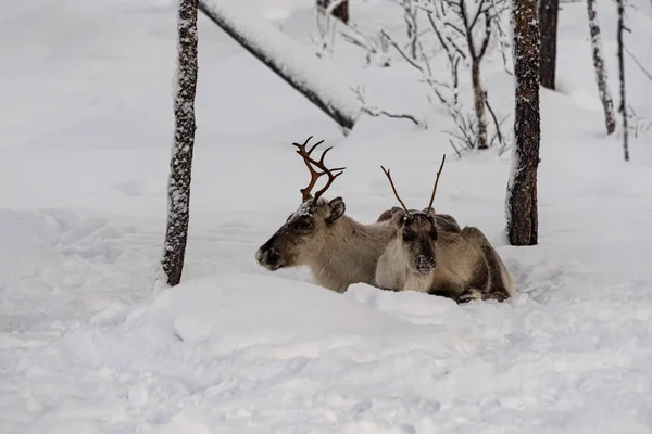 Mother and child, Reindeer lying in the snow together in the wil — Stock Photo, Image