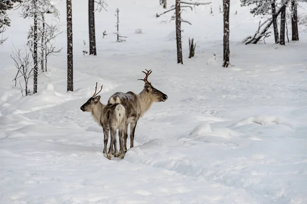 Rendieren moeder en kalf wandelen in de sneeuw met de kudde in t — Stockfoto