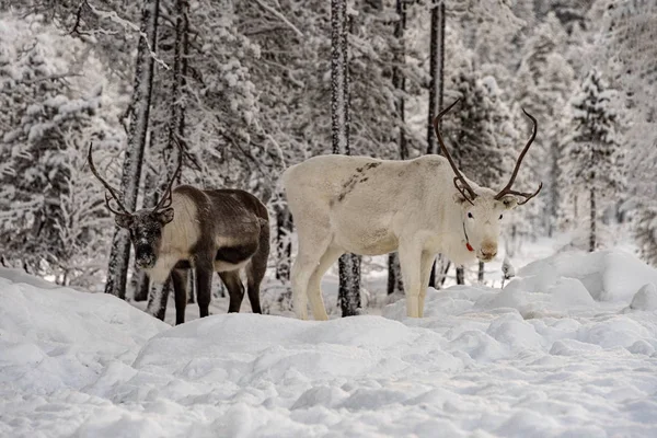 Herd of Reindeer out in the wild Forrest — Stock Photo, Image