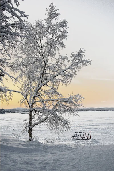 Grupo de assentos de trenó em lago congelado sob uma grande tr carregado de neve — Fotografia de Stock