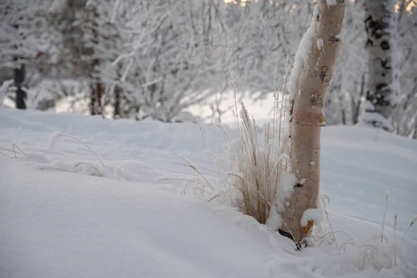 Золотые травы и серебряная береза растут из снега — стоковое фото